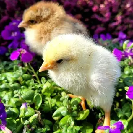 En Pays D'othe בית נופש